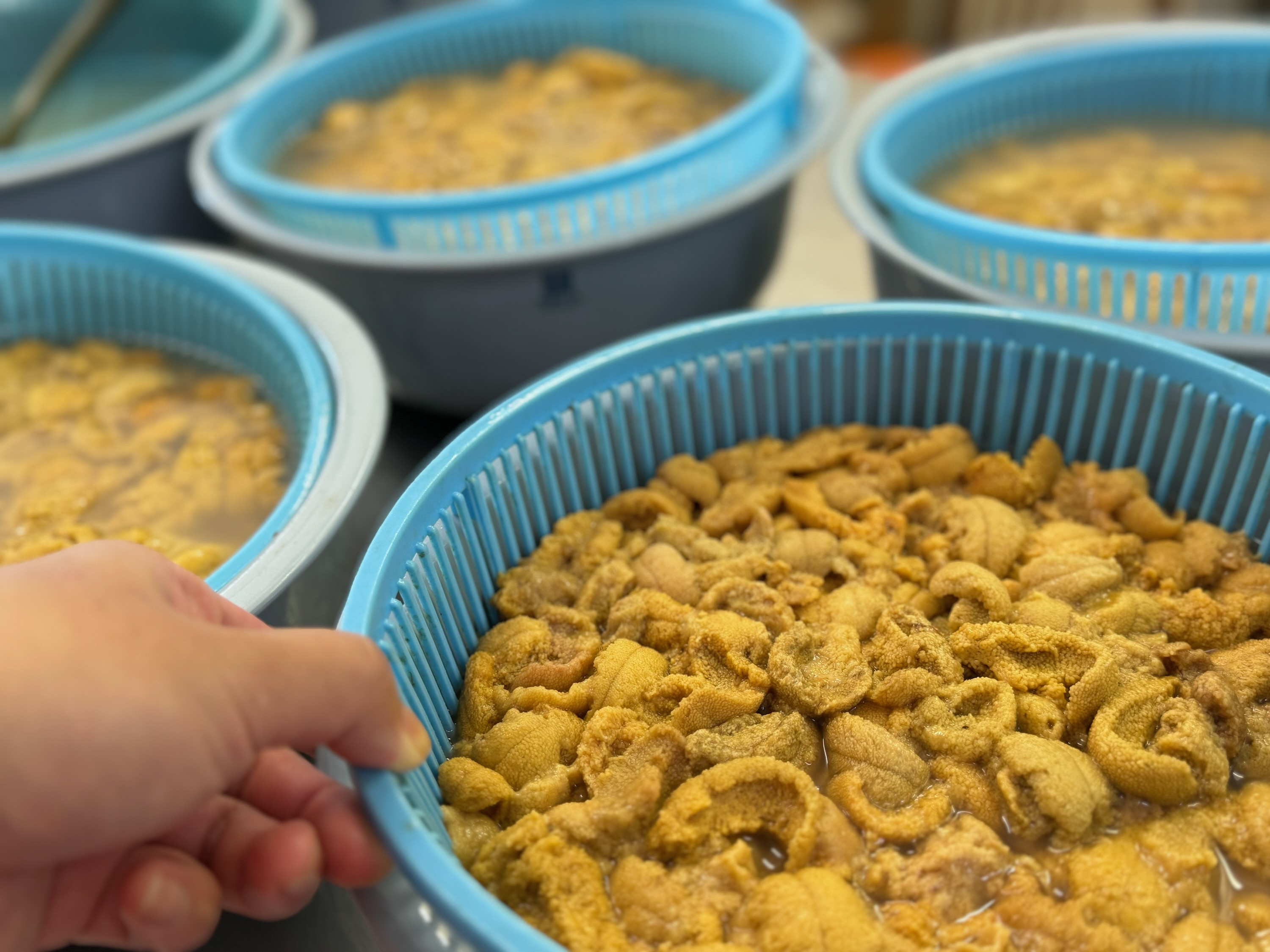 塩水うに（ムラサキうに）100ｇ　ミョウバン不使用